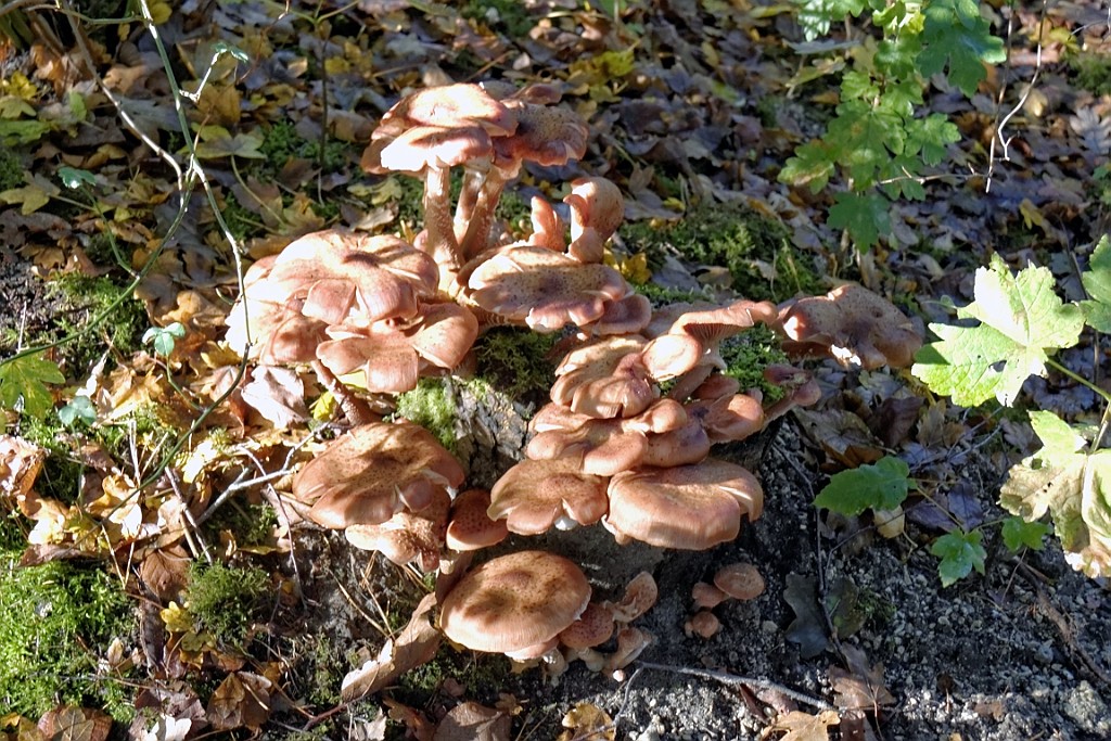 Vennenbos (14).jpg